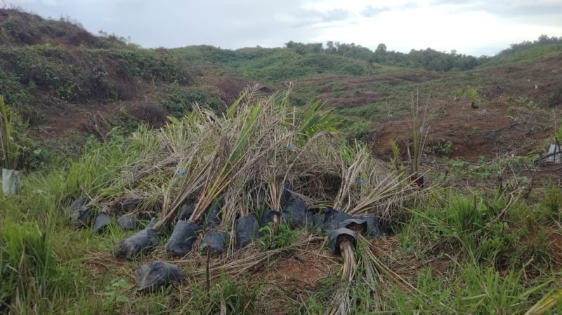 Kelanjutan Pengusutan Kasus Replanting Sawit Dipertanyakan