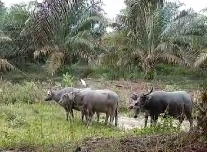 Petani ini Dibantu Kerbau Naikkan Kualitas Tanah Kelas Tiga