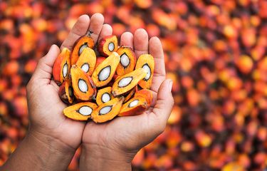 Harga Sawit Menawan, Bagaimana Prospek Tahun Depan?