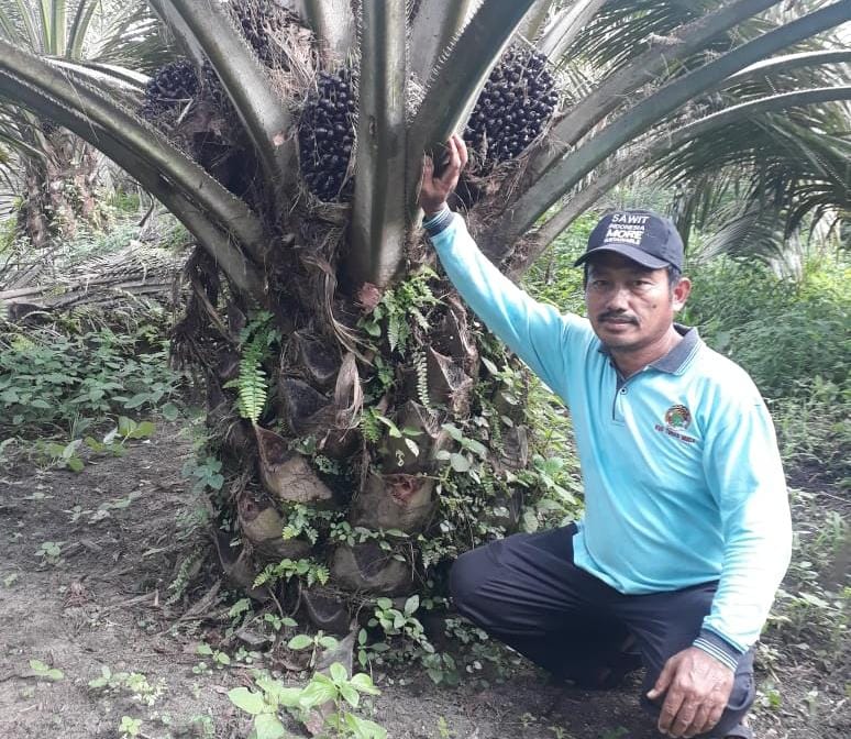 Ramai-ramai Tinggalkan Pupuk Kimia, Petani Pilih Pupuk Organik
