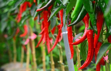 Simak Cara Budidaya Cabai Merah Berikut Ini