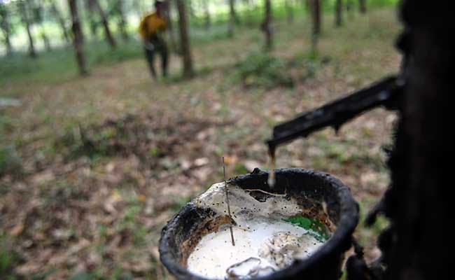 Harga Karet di Tingkat Petani Cenderung Naik, Tapi di Pabrik Turun