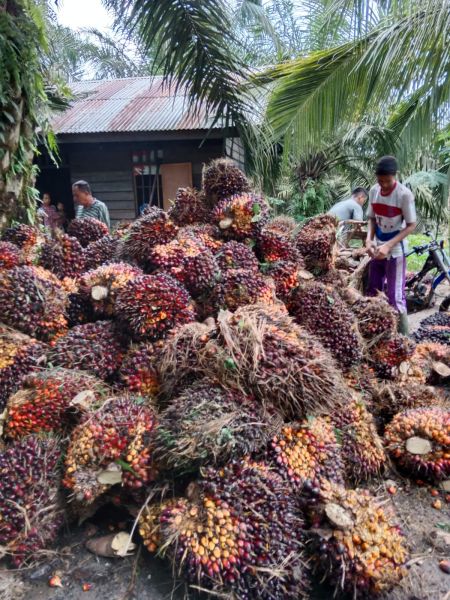 RSPO Ajak Industri Terapkan Budidaya Minyak Sawit Berkelanjutan