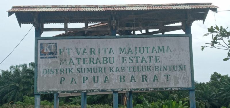 Sawit Tua dan Tumbuh Sendiri Menunggu Giliran Diganti