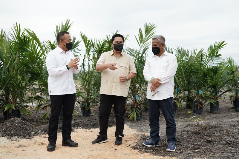 Erick Thohir Tanam Sawit Perdana PSR, Bibit Unggul dari PTPN V