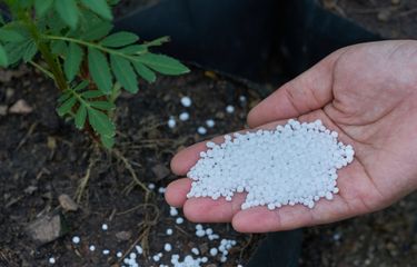 Dampak Pemberian Pupuk Urea Secara Berlebihan pada Tanaman
