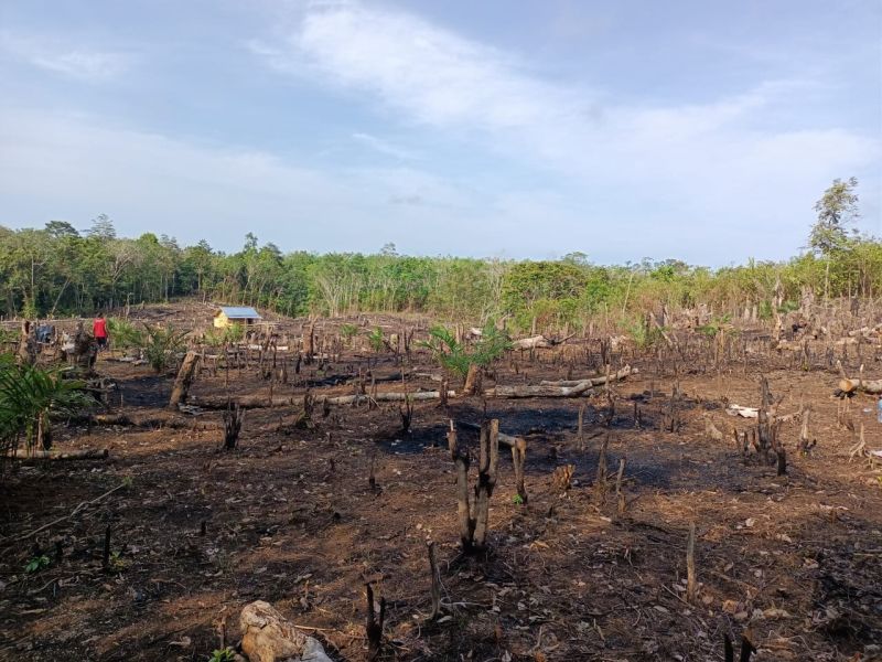 Meski Harga Karet Mahal, Petani ini Beralih ke Sawit