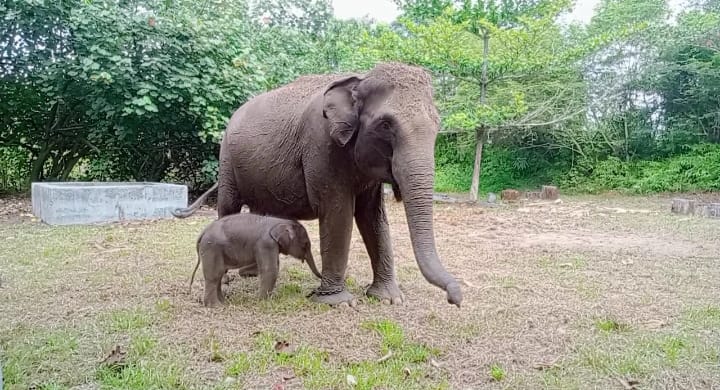 Kabar Gembira! Bayi Gajah Jantan Lahir di TNTN