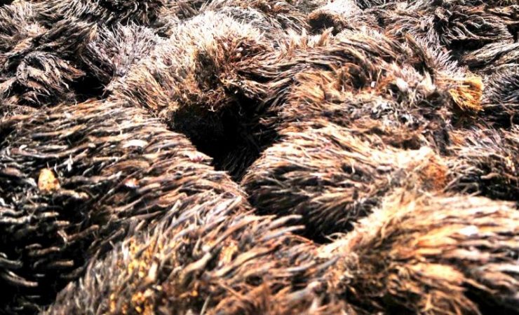 Ingin Kelola Biomassa Sawit, Tapi Tak Punya Modal