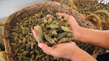 Harga Pinang Kering di Riau Naik Rp400 Per Kilogram