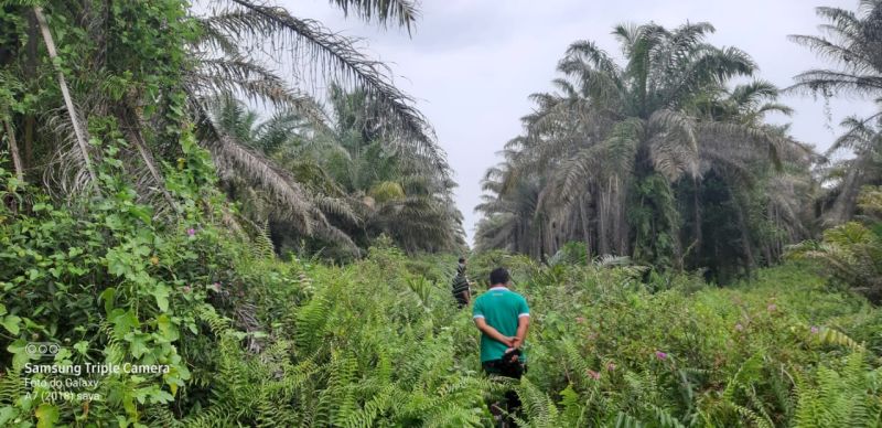 Cerita Petani Jadi Anggota Koperasi Sawit