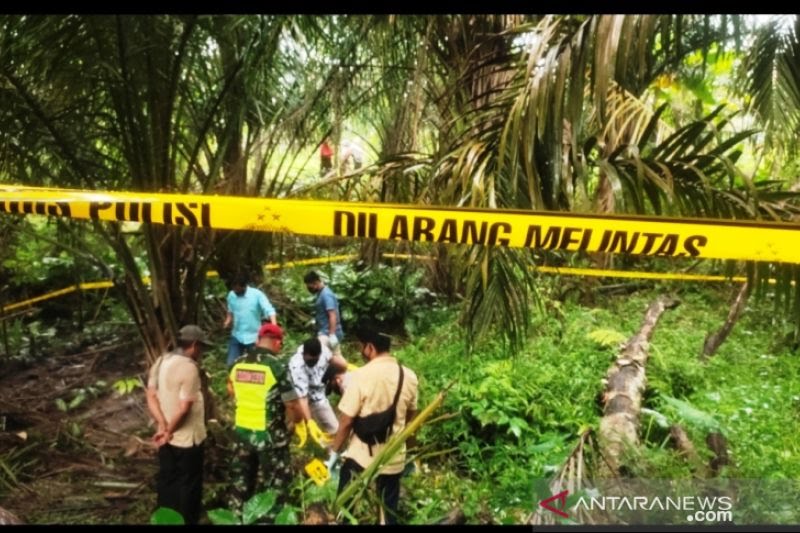 Ternyata, Kerangka Manusia di Kebun Sawit Seorang Wanita