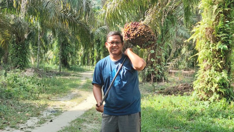 Harga Sawit di Sumsel Naik, Masa Depan Cerah