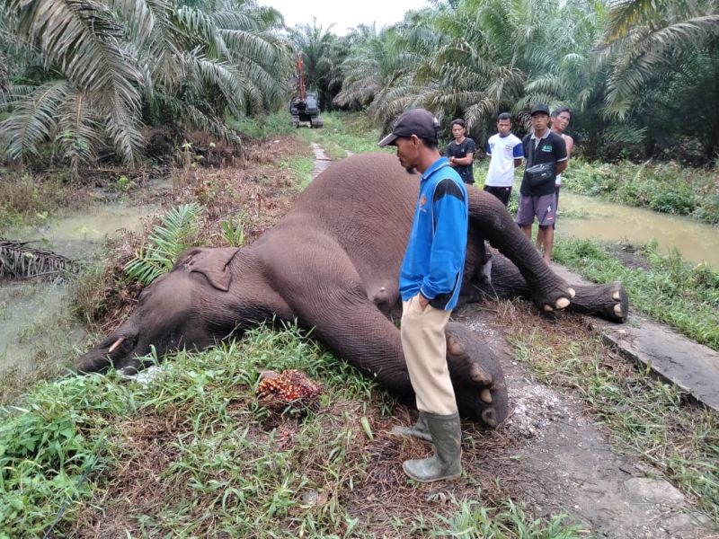 Tersengat Listrik, Gajah Liar Mati di GSK Bengkalis
