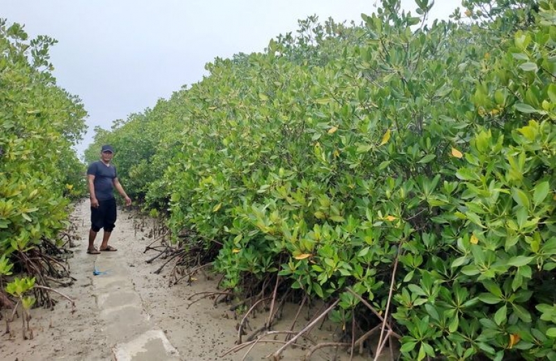 Selamatkan Desa Pantai, GAPKI Rehabilitasi Hutan Bakau
