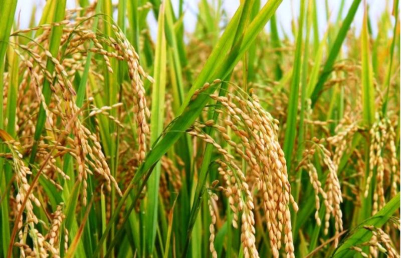 Begini Cara Memproduksi Benih Padi Bermutu