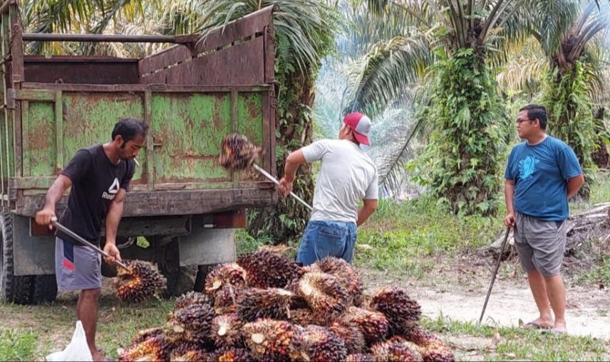 Kabar Gembira, Harga Sawit di Riau Naik Lagi