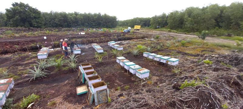 Agar Hidup Makin Manis, Petani Sawit ini Main Madu
