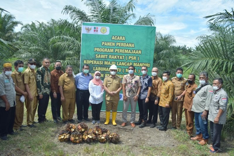 Perusahaan Siap Beli Sawit Petani yang Ikut Program PSR