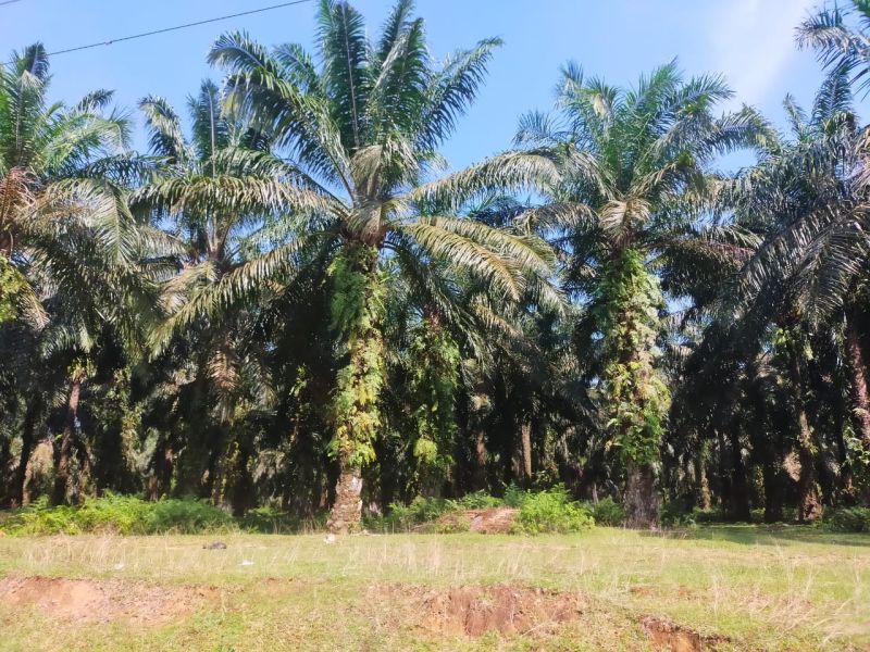 Populasi Manusia Meningkat, Kebutuhan Minyak Sawit Melesat