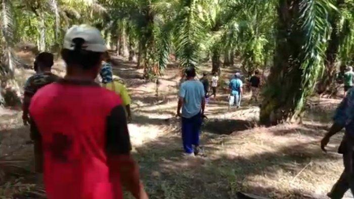 Petani Geram, Motor Maling Sawit Dibakar