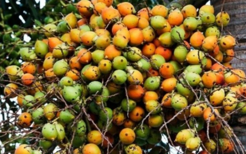 Kabar Buruk! Harga Pinang di Riau Turun Drastis