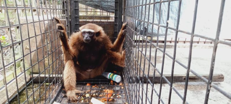 BBKSDA Riau Evakuasi Owa Ungko di Kuansing