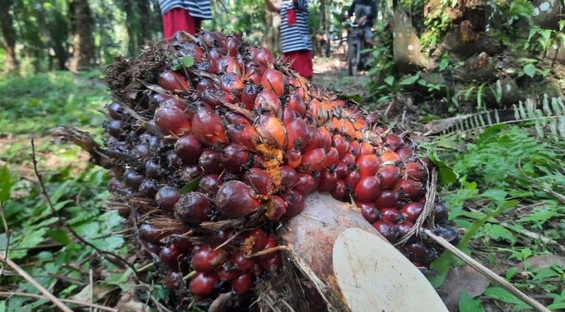 Harga Sawit di Riau Turun Lagi, Pusing Kepala Petani