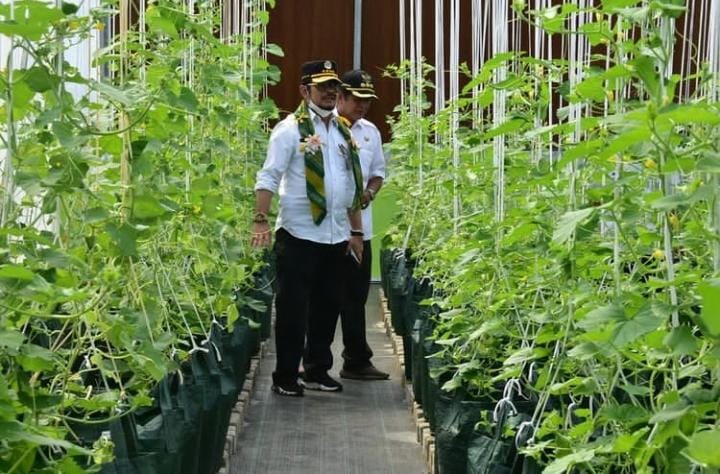 Bercocok Tanam Tanpa Menunggu Musim dan Iklim, Begini Caranya