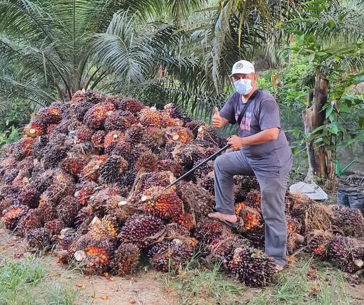 Tanah Kosong di Kutai Masih Banyak, Silahkan Tanam Sawit
