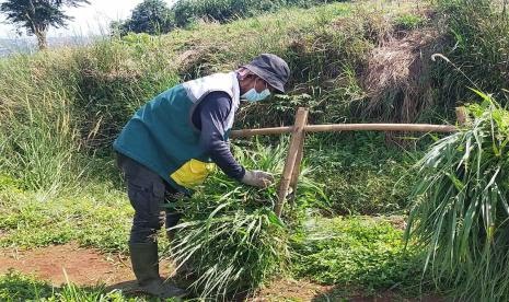 Manfaatkan Limbah Pertanian untuk Pakan Ternak
