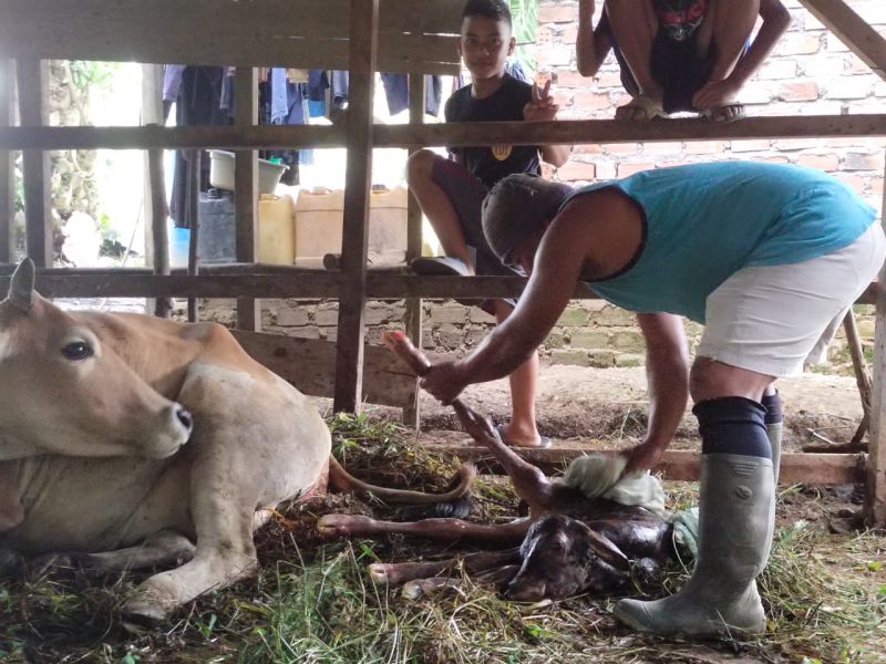 Antisipasi Ganoderma, Petani ini Kandangkan Ternaknya