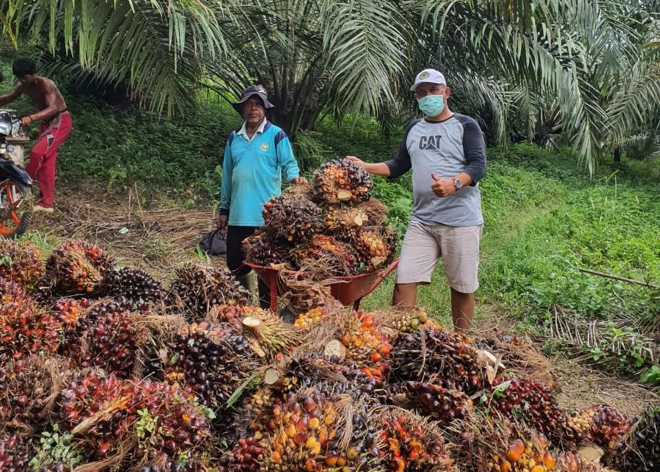 BPDPKS Diusulkan Jadi Badan Otonom, Begini Prospek Masa Depan Sawit