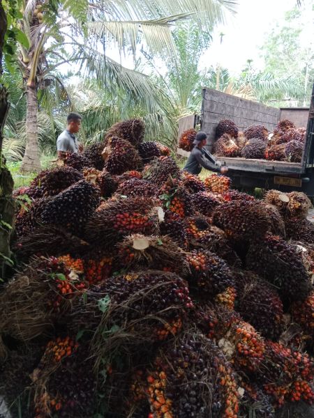 Sepanjang 2021, CPO Melesat Hingga 30,47 Persen