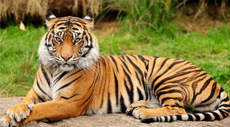 Harimau Mangsa 2 Sapi Dekat Kebun Sawit