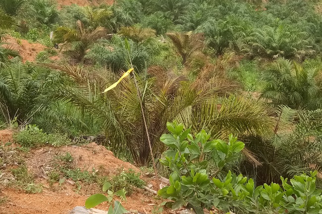 Masih Banyak Perusahaan Yang Izinnya Patut Dicabut