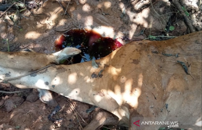 Gerah Harimau Memangsa Ternak, Warga Minta BBKSDA Bertindak