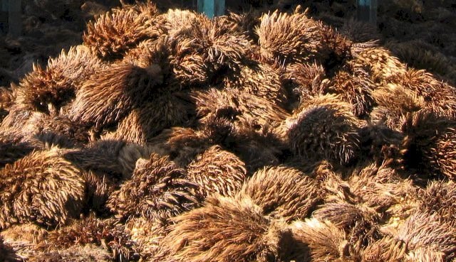 Potensi Energi Sawit Melimpah, Baru Generasi Pertama