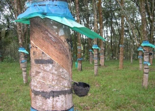 Kabar Gembira, Harga Getah Karet di Riau Mulai Naik