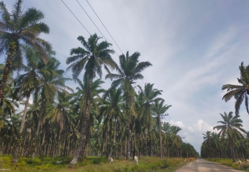 Petani Sawit Sumbar Enggan Ajukan PSR