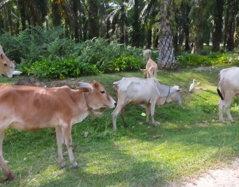 Begini Penjelasan Masa Depan Sapi di Riau Lewat Bumdes