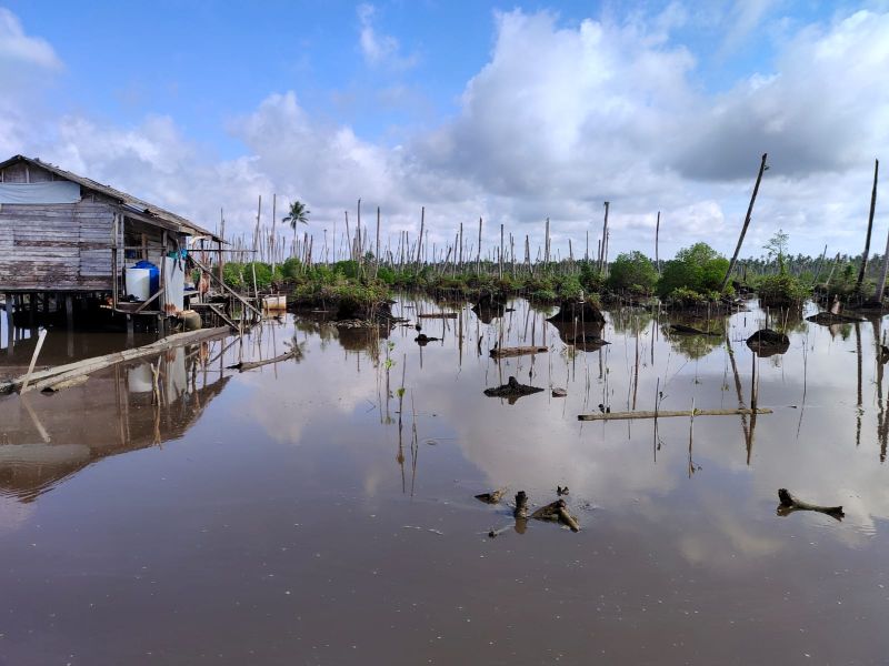 Kepiting, Lobster, dan Udang Jadi Ancaman Rehabilitasi Mangrove