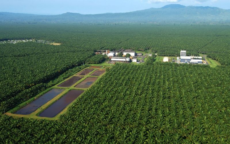 Elvi: Publik Sudah Lama Menunggu Izin Konsesi Kawasan Hutan Dicabut