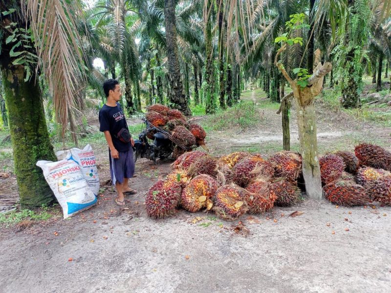 Petani Sawit Dinilai Masih Bisa Jangkau Harga Pupuk dan Pestisida