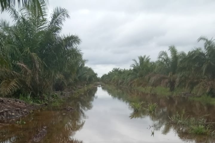 Petani Sawit di Daerah Ini Gelisah, Hasil Panen Akan Terganggu
