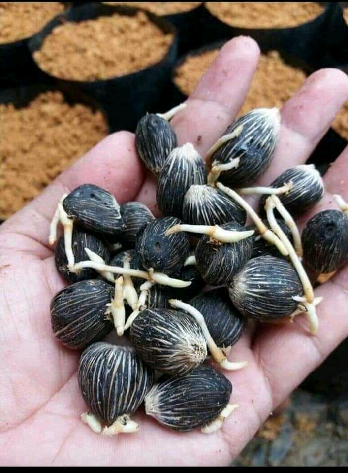 Kebun Wakil Bupati Pun Disusupi Kecambah Sawit Palsu