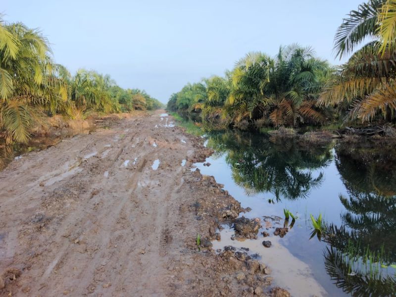 Musim Penghujan, Kebun Sawit di Sumsel Terancam Banjir