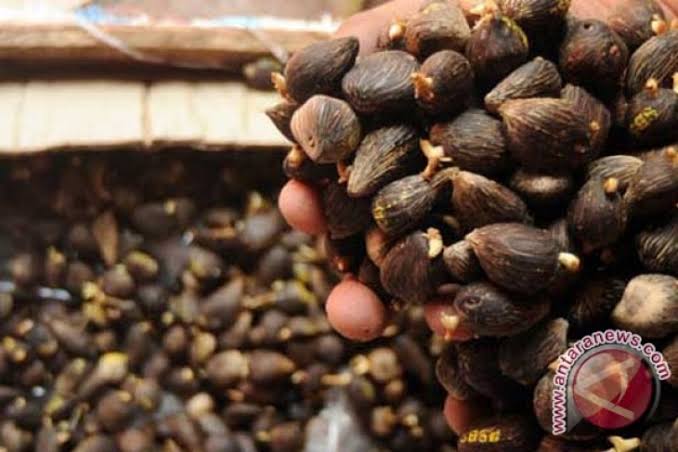 Ekspor Kecambah Sawit Riau Capai 285.313 Butir