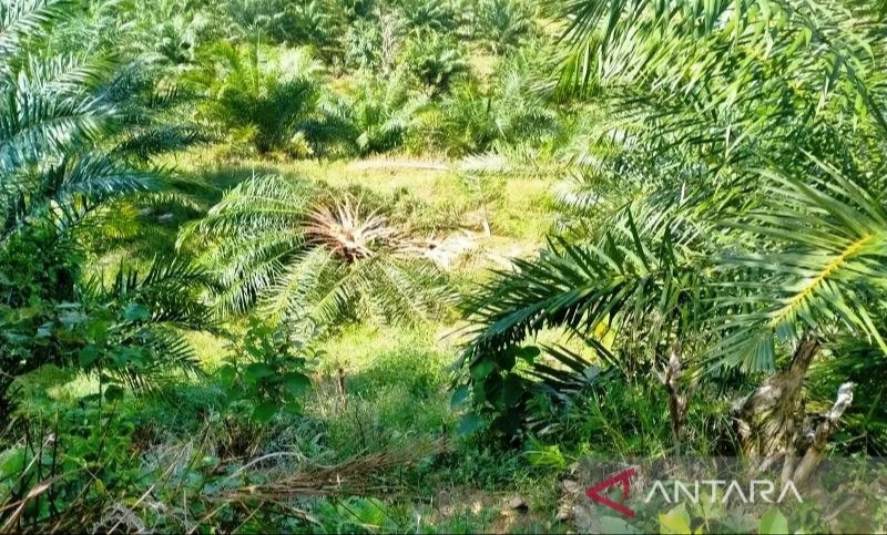 Kawanan Gajah Hancurkan Kebun Sawit Warga di Pedalaman