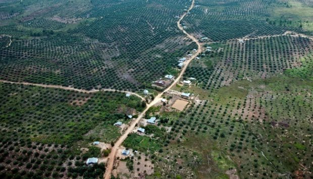 50 Persen Taman Nasional Tesso Nilo Jadi Kebun Sawit